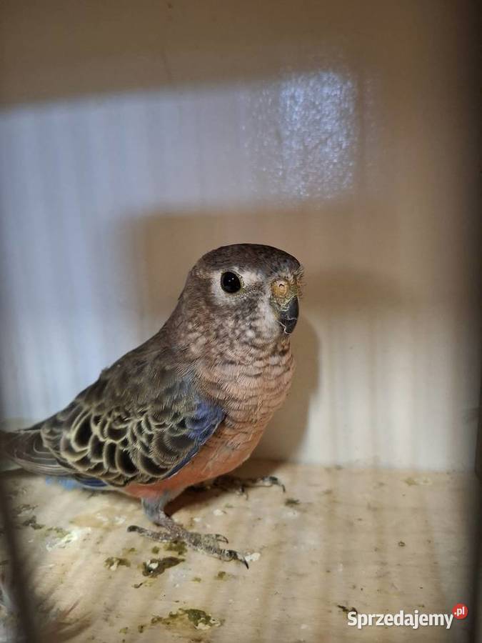 Lilianka samica Starogard Gdański