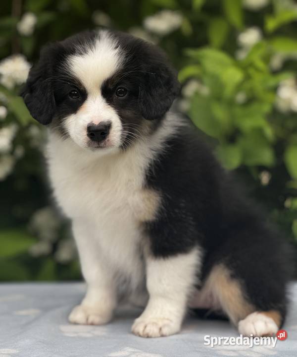 Amerykański owczarek miniaturowy MAS Mini Aussie Lubaczów