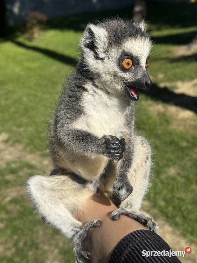 Na sprzedaż młody samiec lemur katta Kraków