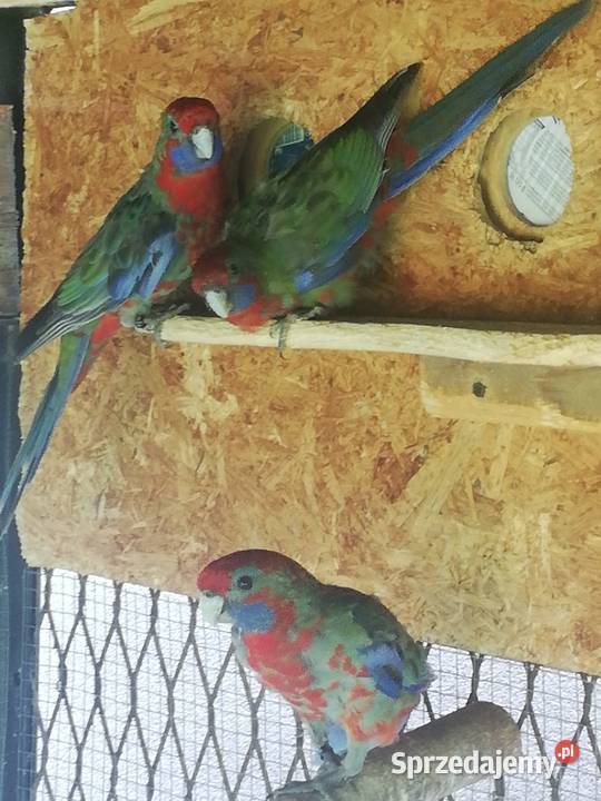 Sprzedam rozelle królewskie małopolskie