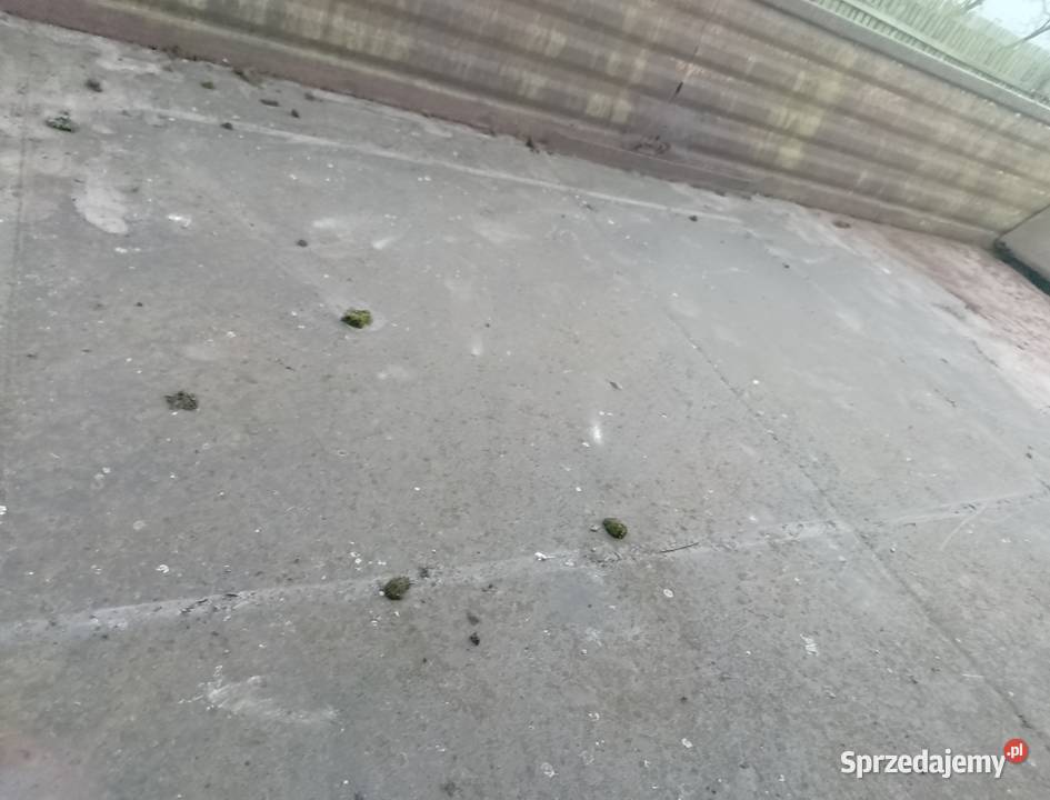 Rozrzutnik Przyczepa 1 osiowy PRZYCZEPA wielkopolskie Drożki sprzedam