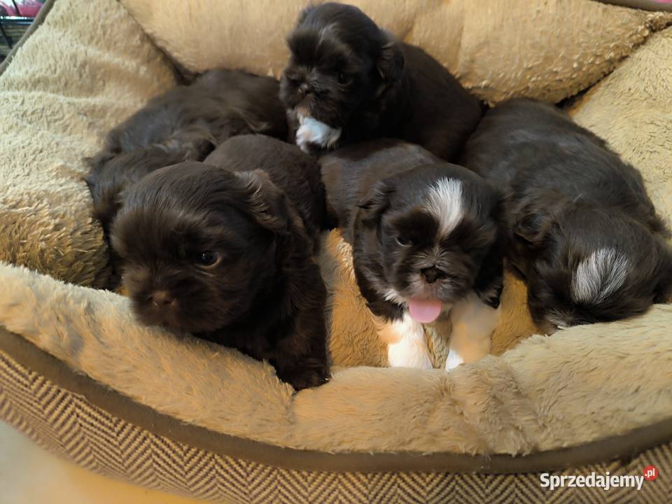 Pieski shih TZU gen czekolada świętokrzyskie Staszów