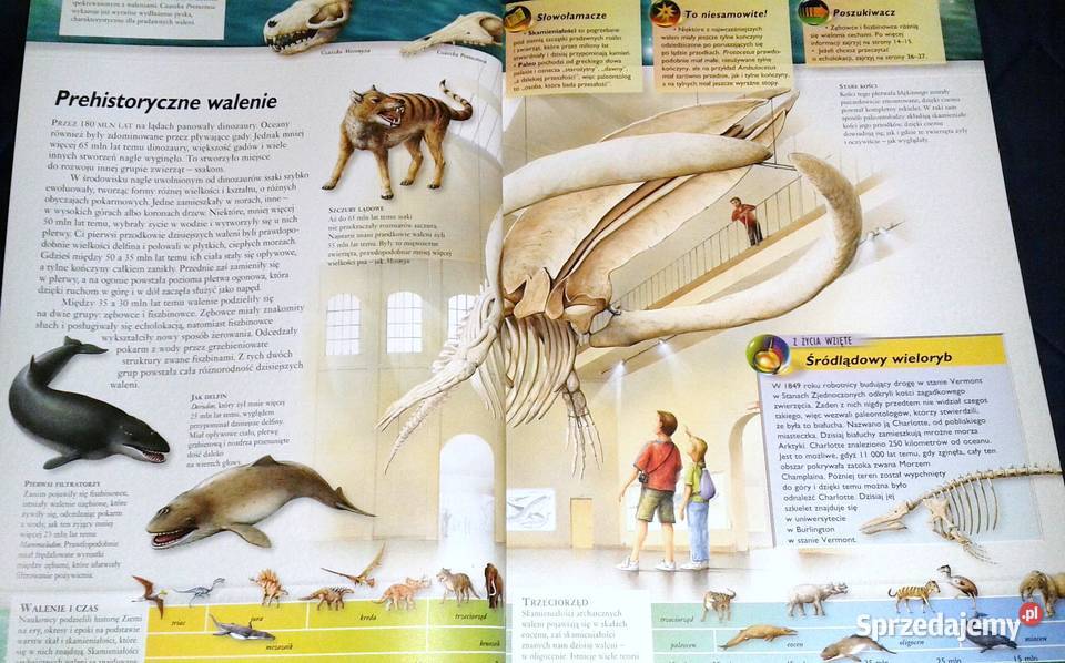 Walenie wieloryby delfiny i morświny L Beckelman Chełm