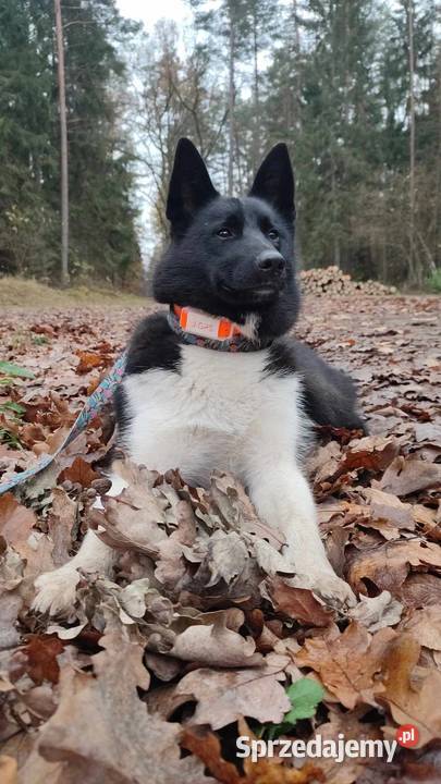 Nadajnik GPS psa bez abonamentu Lubartów