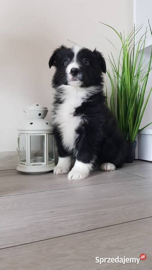 Border collie