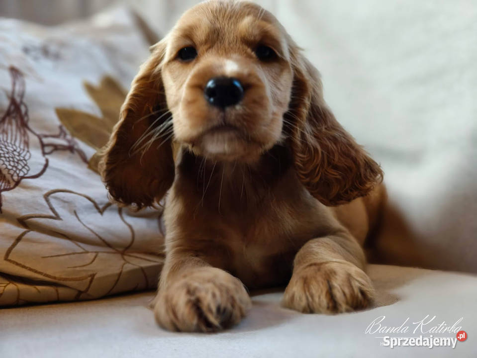 Cocker Spaniel Angielski pełny rodowód FILM Cocker Spaniel Wieliczka