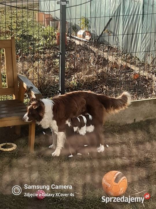 Bordel colie szczeniaki sunie pieski Sierakowice