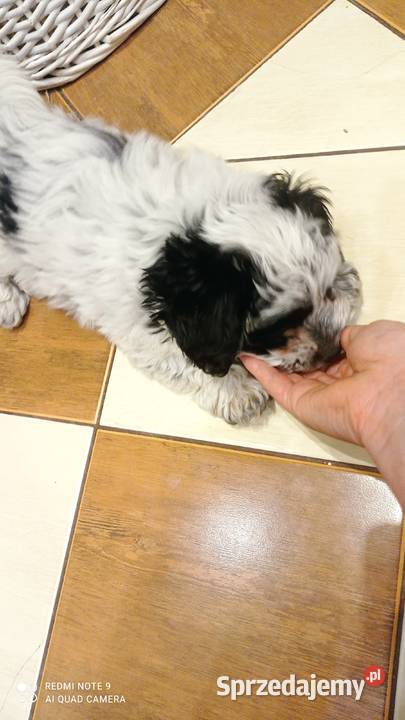 Krzyżowka Maltańczyk Ratlerek Hrubieszów