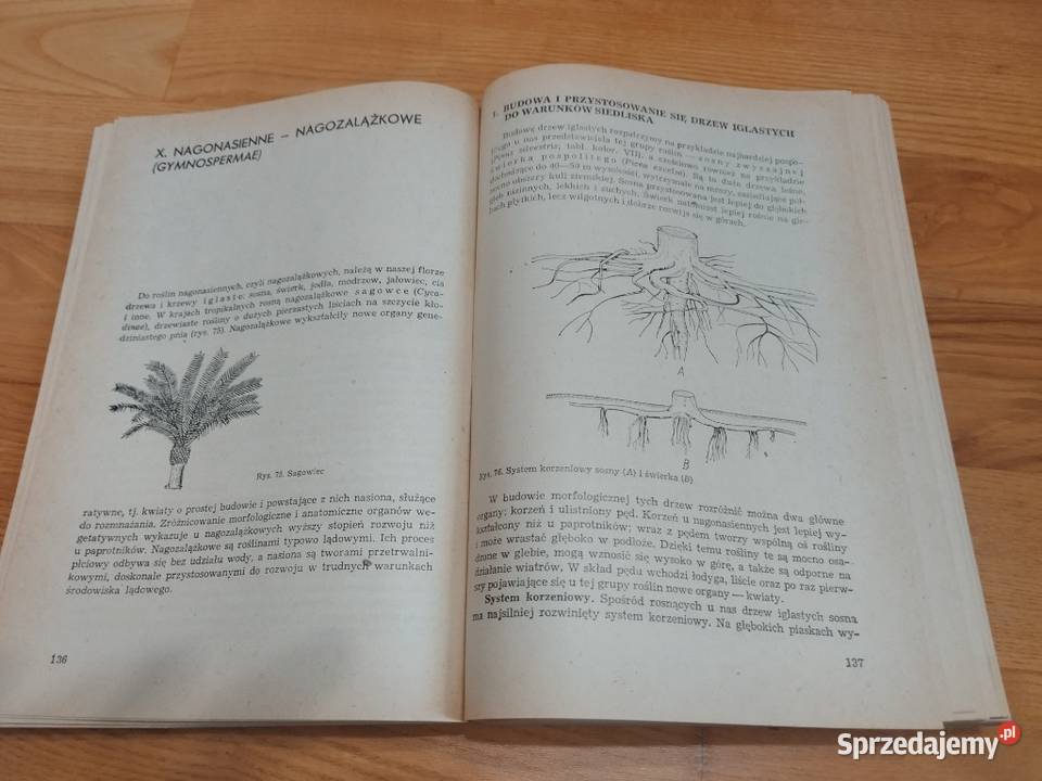 S TOŁPA BOTANIKA zachodniopomorskie Szczecin