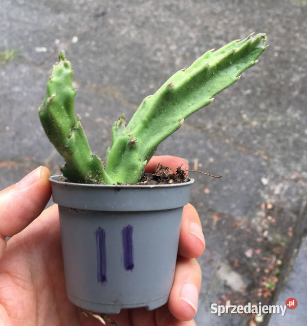 Stapelia grandiflora 11 duże włochate kwiaty małopolskie Kraków sprzedam