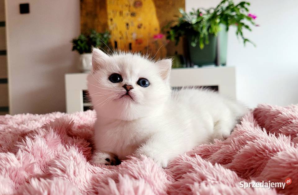 Kocięta srebrne Maliwia Zielona Góra sprzedam