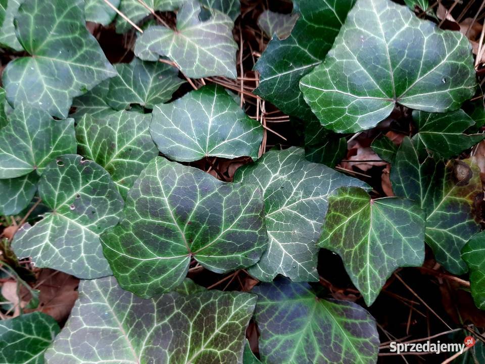 Bluszcz zimozielony pnącze do cienia okrywowa kujawsko-pomorskie Borówno