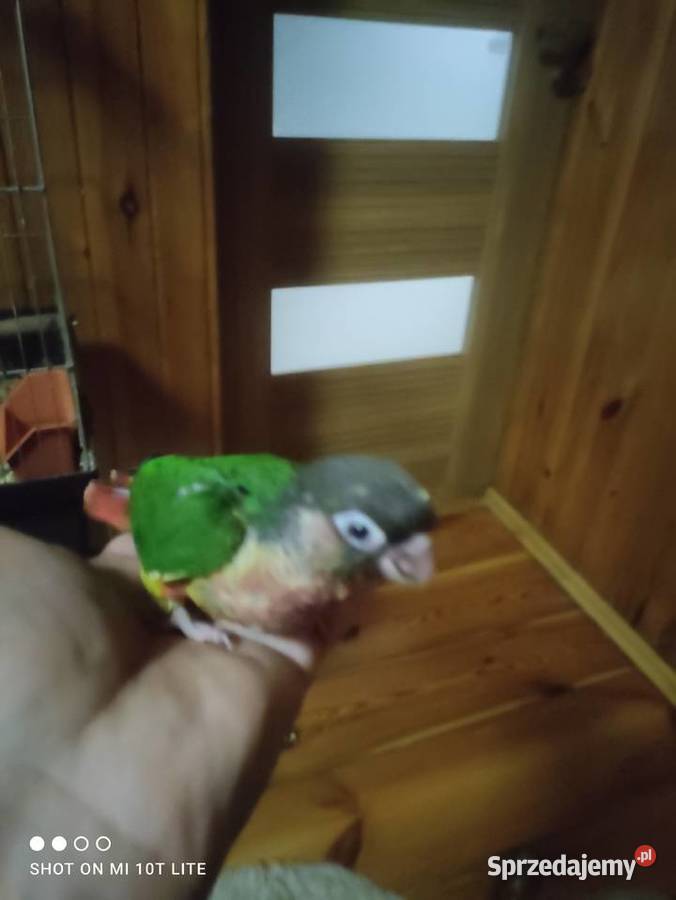 Rudosterki ręcznie karmione sprzedam łódzkie Zgierz sprzedam