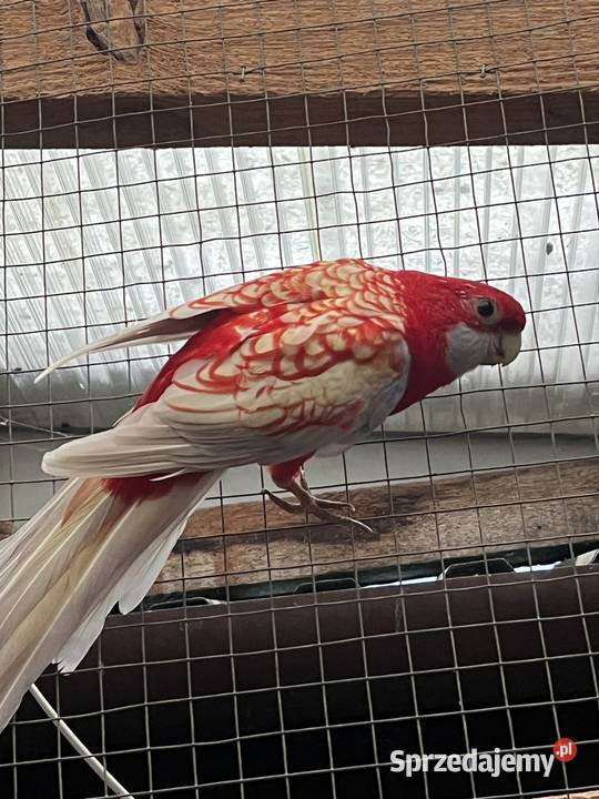 Rozele Królewska Pastel pomorskie Sztum