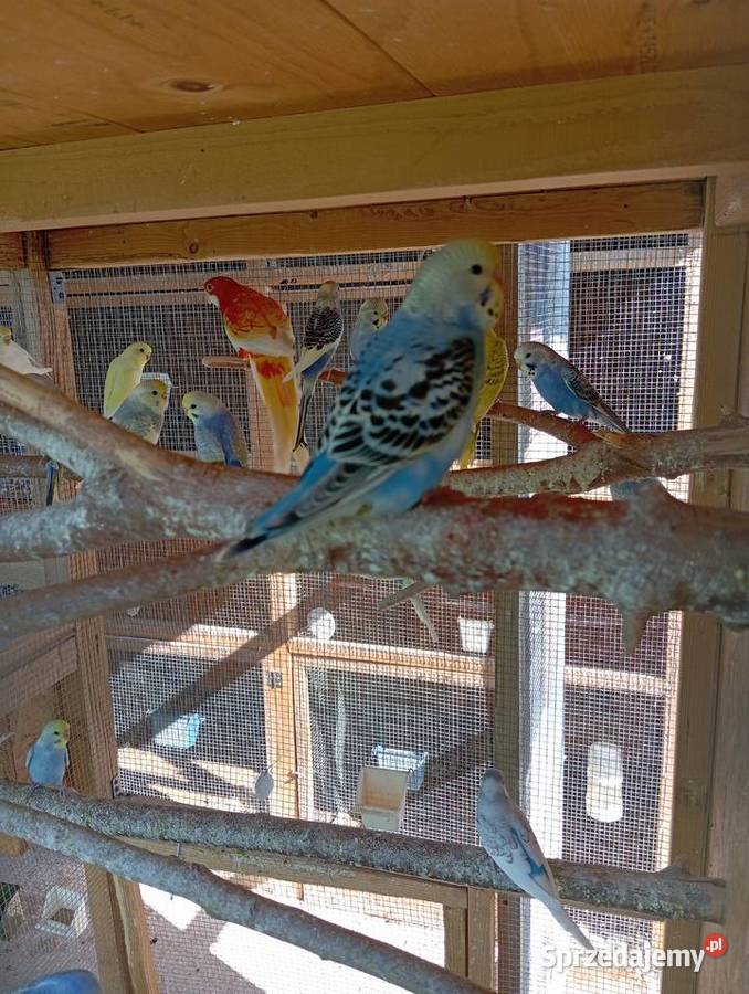 Papugi faliste papużki faliste piękne kolory Jasło