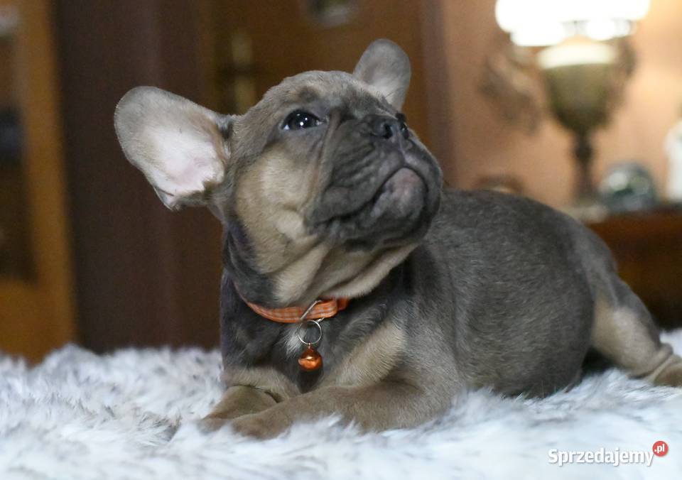 Buldog francuski sunia Gotowa do odbioru BLANKA Łódź sprzedam