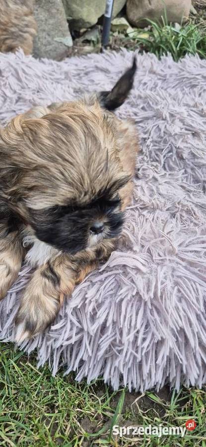 Shis tzu szukaja domku Pilzno