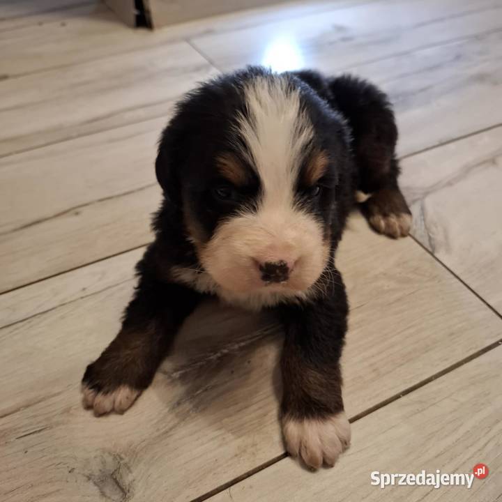 Szczeniaki berneński pies pasterski