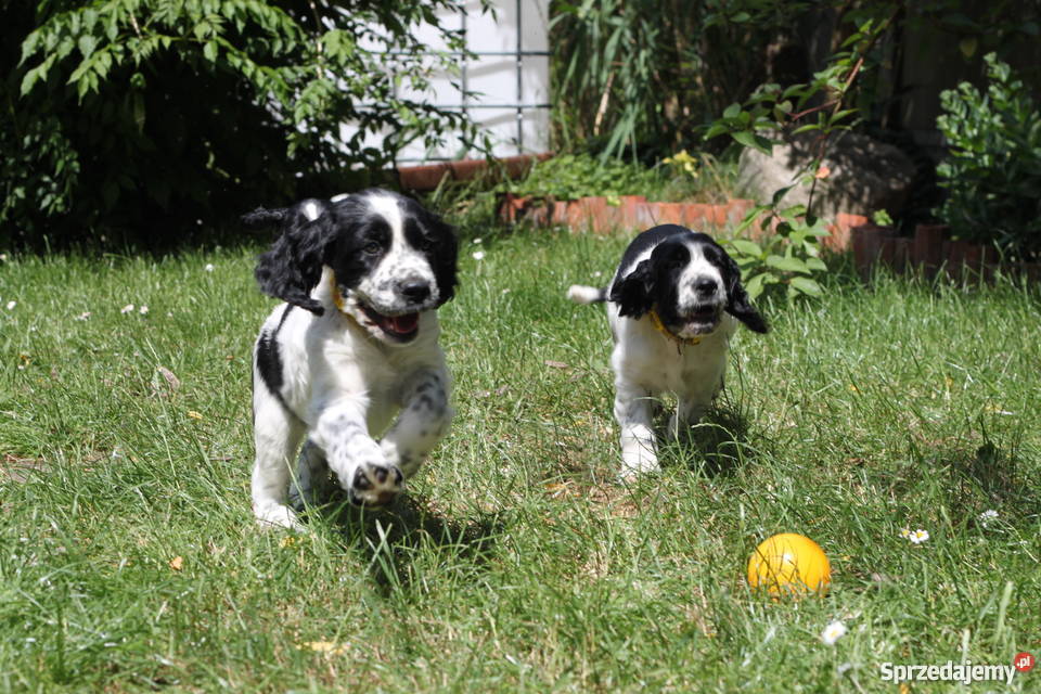 Springer Spaniel Angielski szczeniaki DO ODBIORU dolnośląskie Wrocław