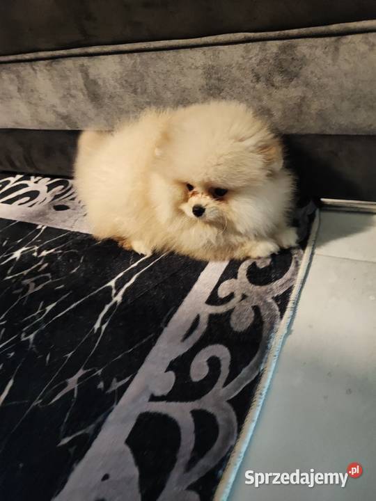 Pomeraniany suczki Bolesławiec sprzedam