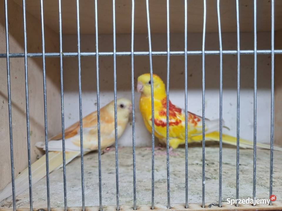 Świergotki para Kazimierza Wielka