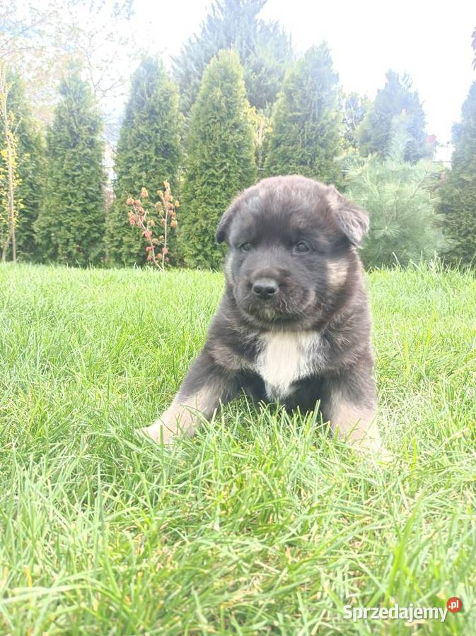 Akita amerykańska mazowieckie Iłża