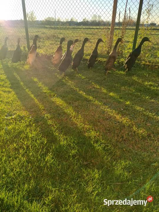 Biegusy kaczki i kaczory