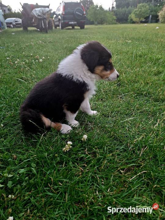 Owczarek Szkocki Collie Szczeniaki piesek opolskie Olesno sprzedam