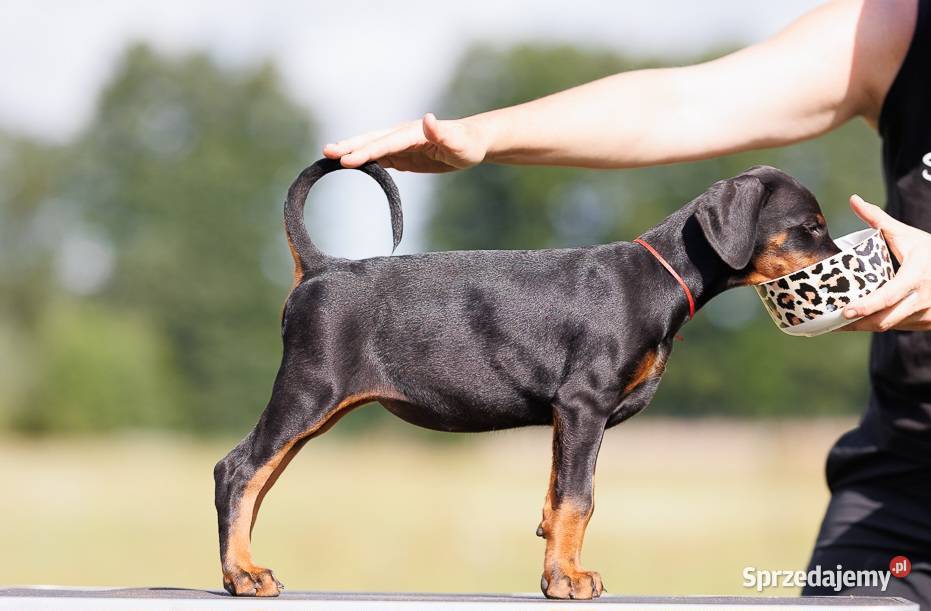 Doberman szczenie suczka FCI Gorzów Wielkopolski