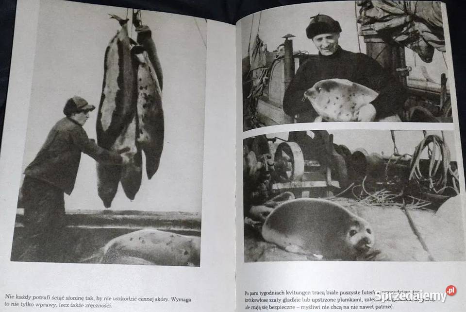 Czy foka jest biała Czesław Centkiewicz