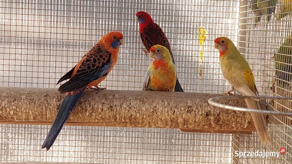 Rozelle królewskie pary lęgowe dorosłe ptaki łódzkie Czarnocin