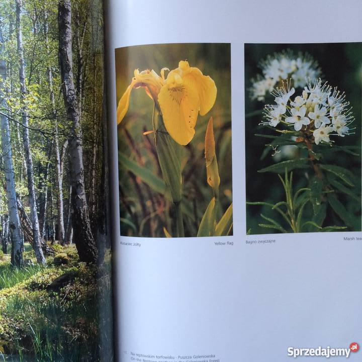 1086 Kraina Puszcz i Bagien Szczecin sprzedam