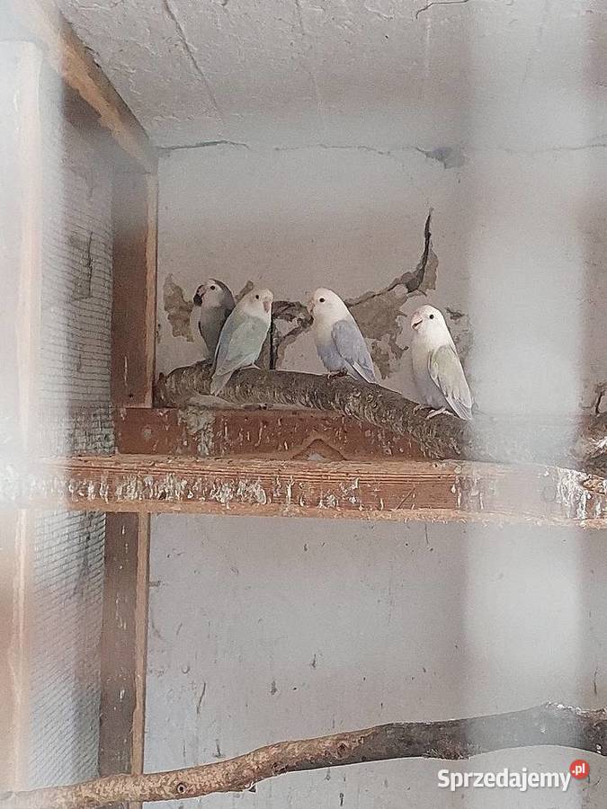 Papugi nimfy i inne Błaszki