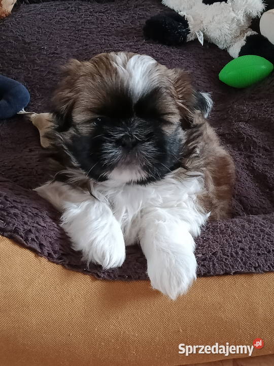 Szczeniaki Shih tzu Shih Tzu