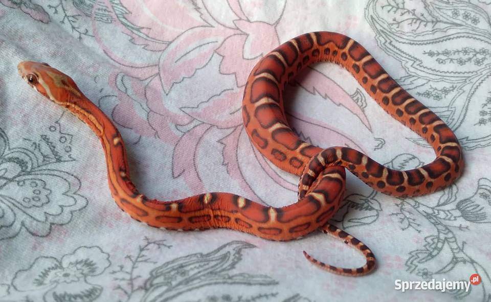 Wąż zbożowy SCALELESS węże zbożowe Red Factor Warszawa