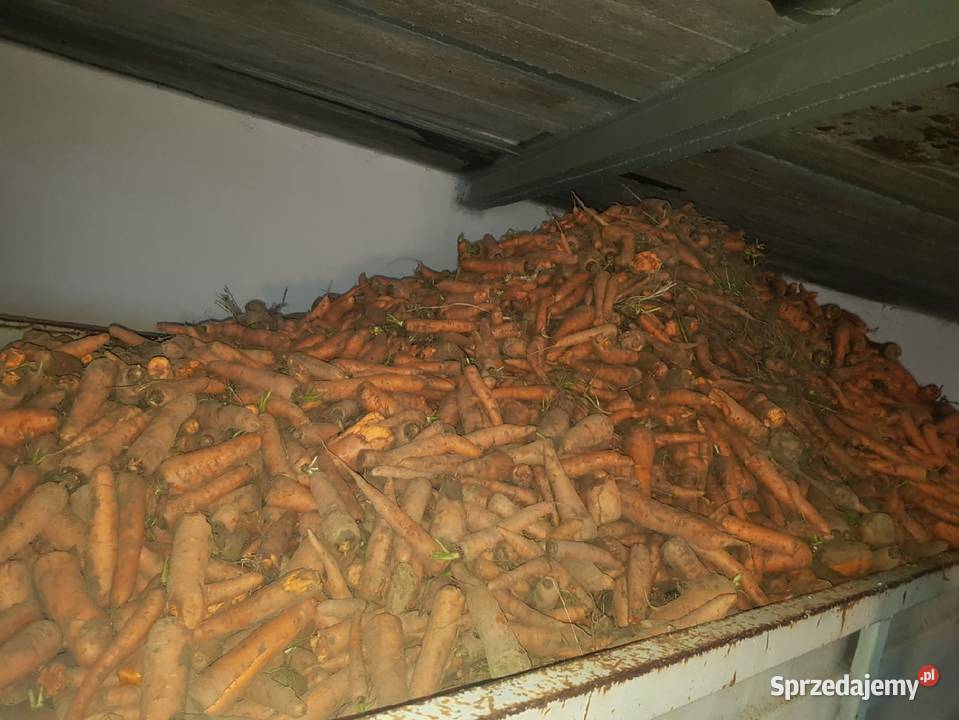 Marchew nie paszowa odpadowa Mielec