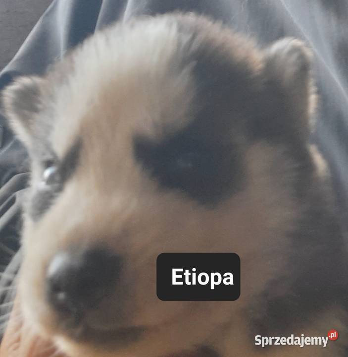 Zapowiedz miotu Reda