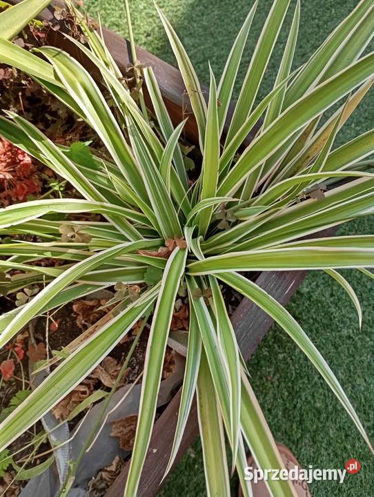 sprzedam zielistkę Sternberga chlorophytum Milicz sprzedam