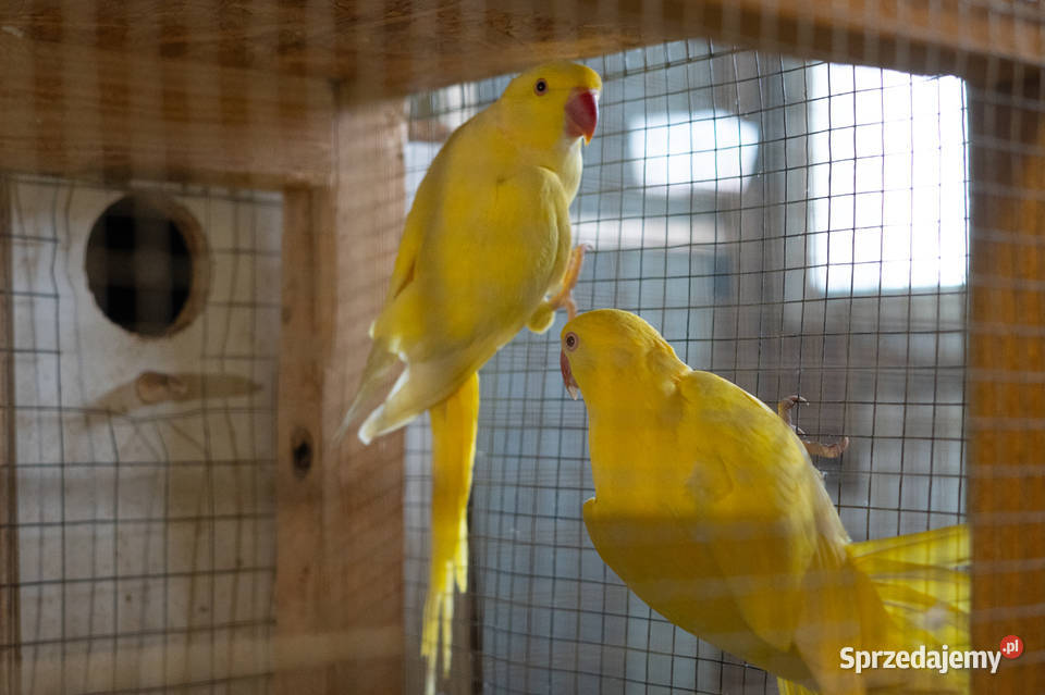 Para aleksandretta obrożna lutino Chmielnik sprzedam
