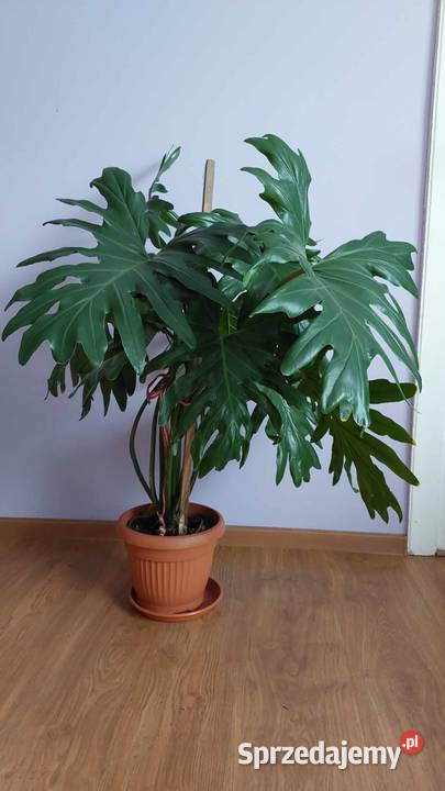 Philodendron roślina 100 podkarpackie