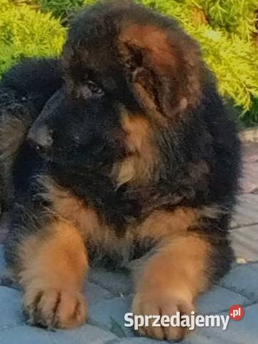 Owczarek niemiecki długowłosy potężnej budowy Owczarek Klimontów