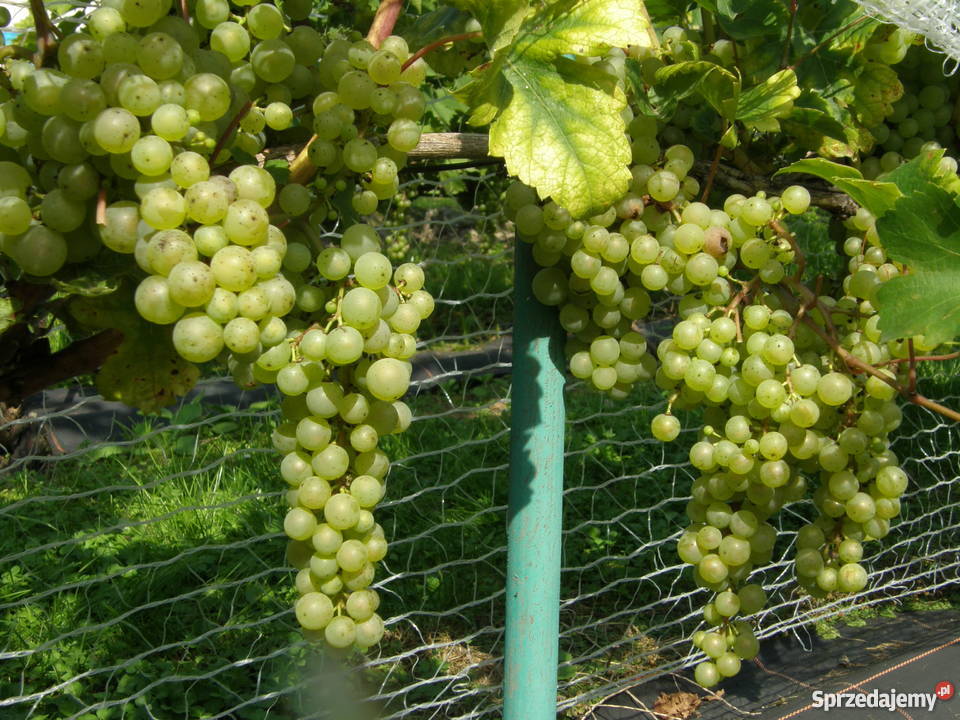 Sadzonki winorośli winogron winnica Kraków Nieznanowice