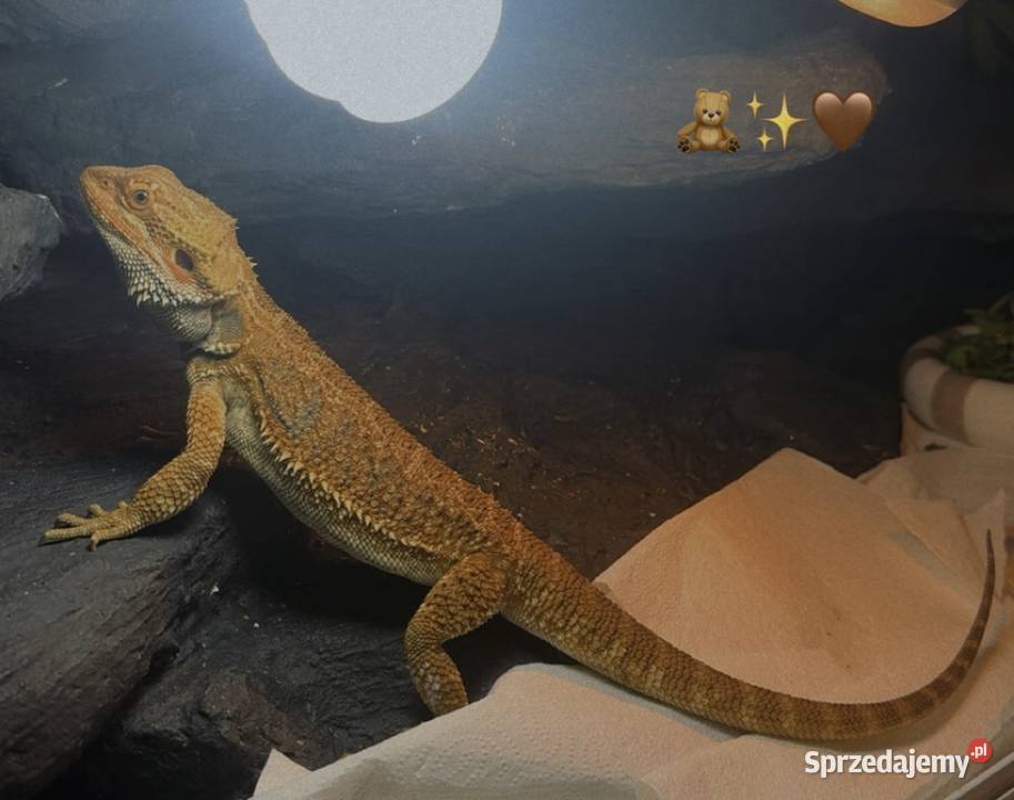 Agama brodata Gady i płazy Gliwice