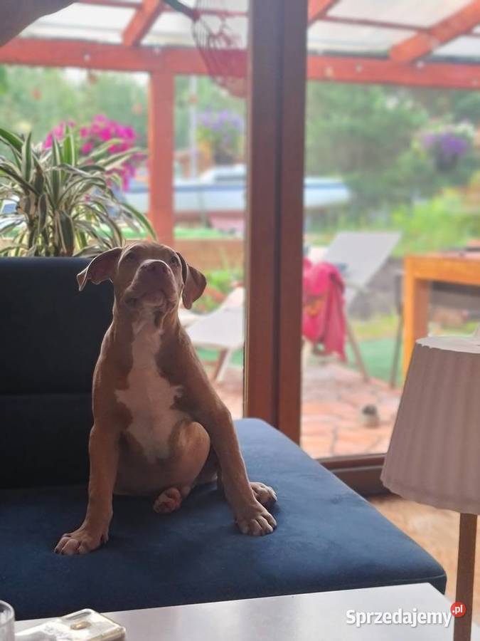 American bully XL Raciążek sprzedam