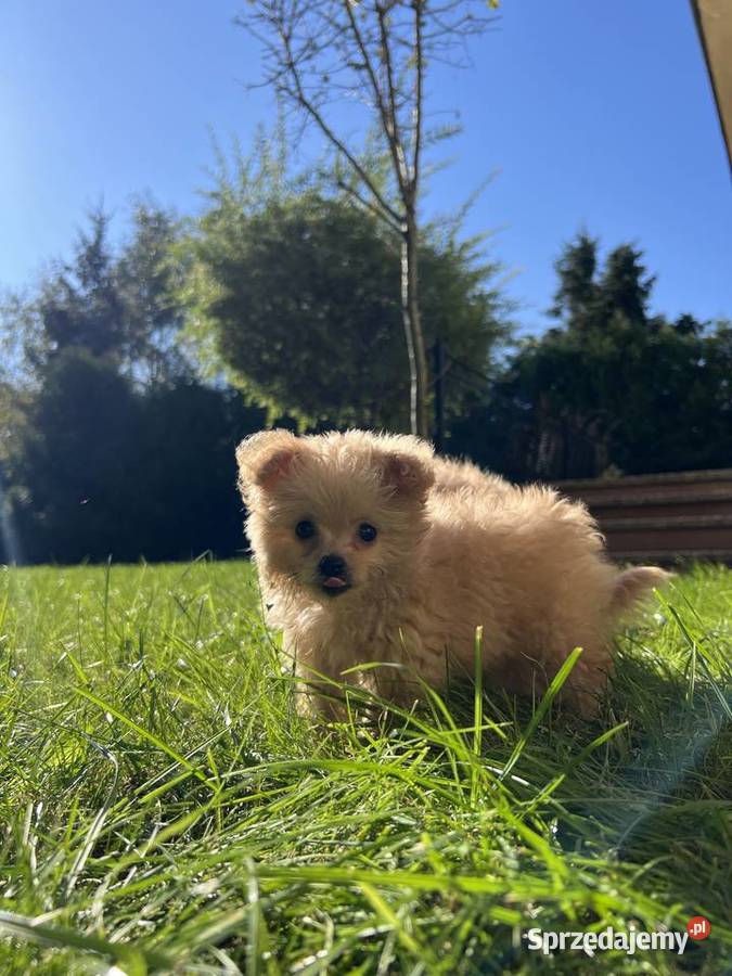 Piesek Pomapoo Miniaturka puchaty miś pies z Toruń