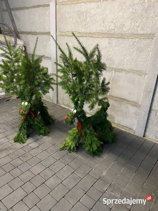 Renifer z jodły żywej pachnącej Duży Zagórów