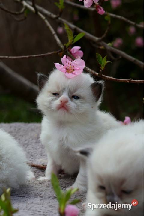 Ragdoll ragdollowe dziewczynki Piorunówek