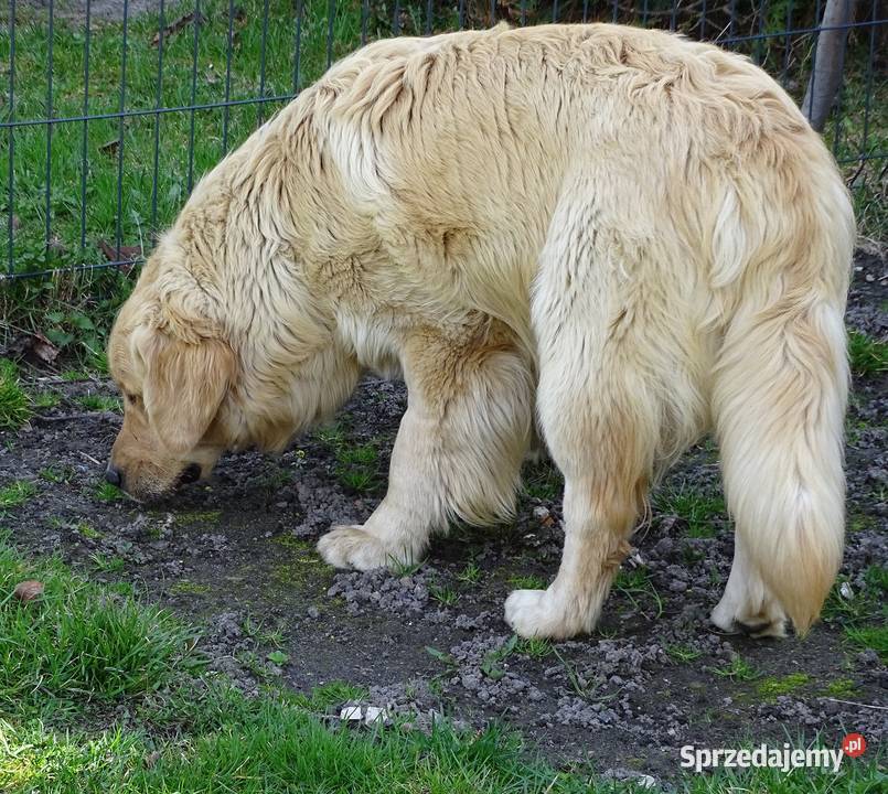 Golden retriever 11 miesięczny mazowieckie Przysucha