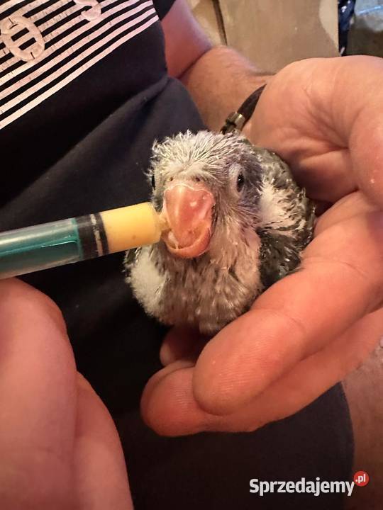 Mnichy nizinne ręcznie karmione sprzedam Zwierzęta sprzedam