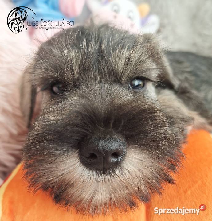 Sznaucer miniaturowy pieprz I sól rodowód Stargard